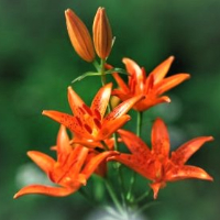 Peder Olai Torgersen