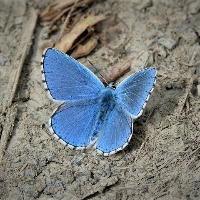 Kjellaug Ovrid Stigen